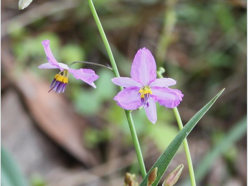 Arthropodium boreale photo 2