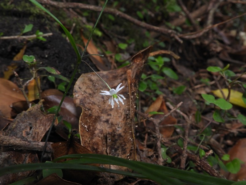 Arthropodium candidum