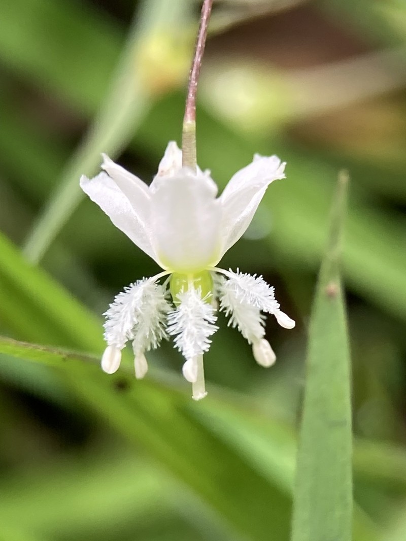 Arthropodium candidum photo 2