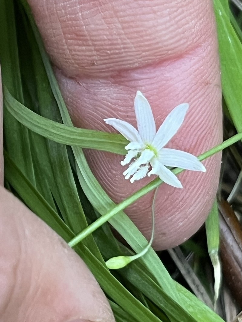 Arthropodium candidum photo 3