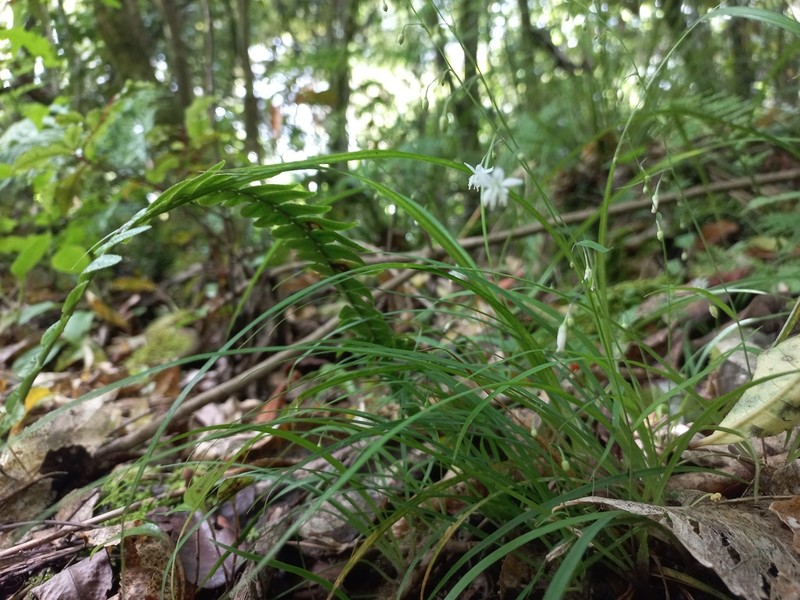 Arthropodium candidum photo 4