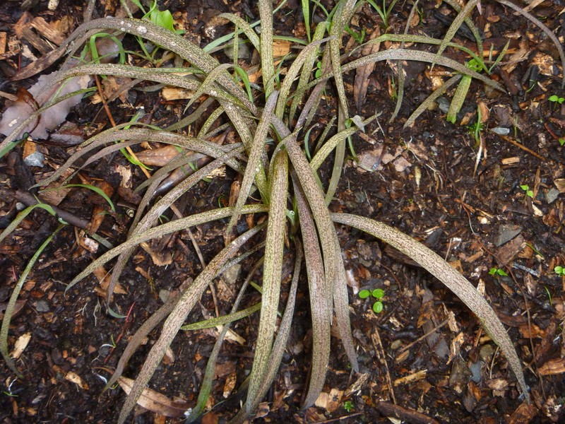 Arthropodium candidum photo 6