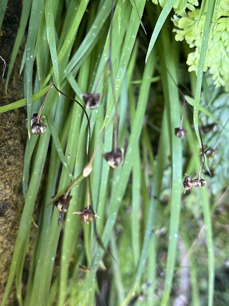 Arthropodium candidum photo 7