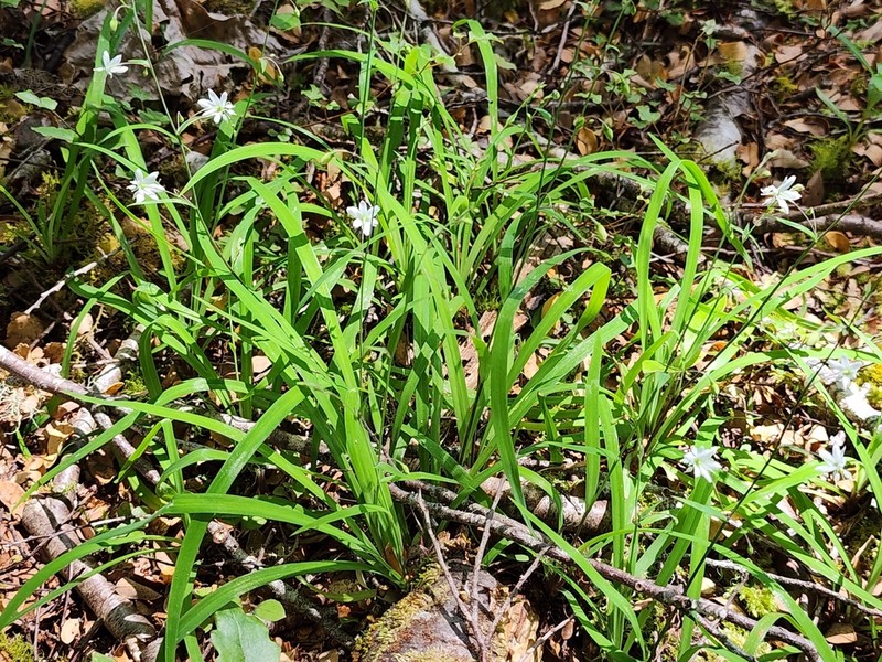 Arthropodium candidum photo 8