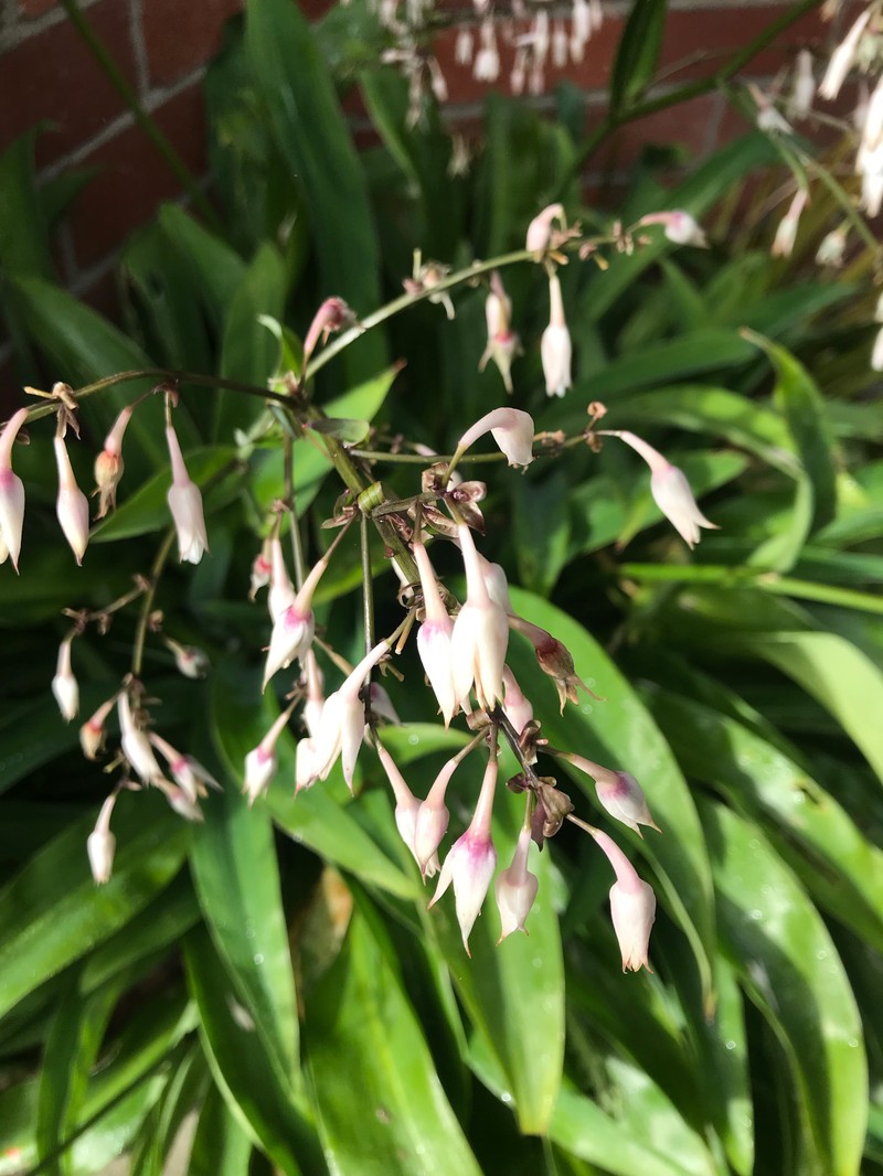 Arthropodium cirratum
