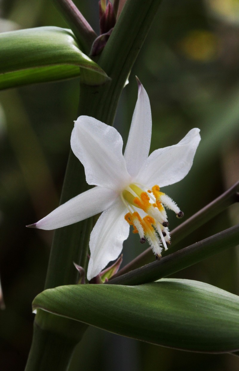 Arthropodium cirratum photo 2