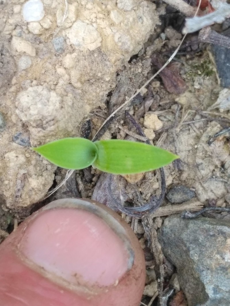 Rock-Lily photo 3