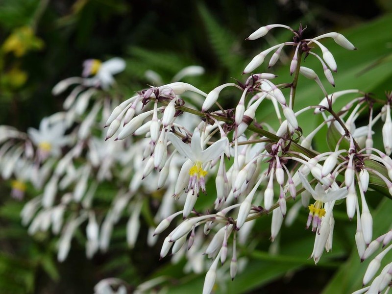 Rock-Lily photo 4