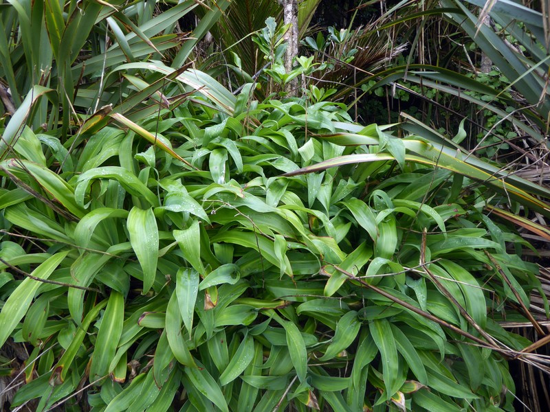 Rock-Lily photo 5