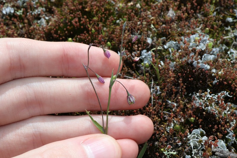Arthropodium curvipes photo 3
