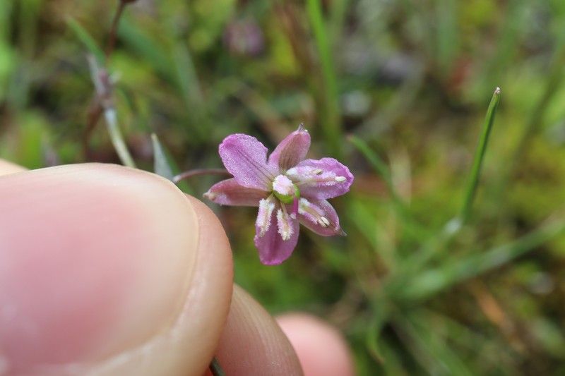 Arthropodium curvipes photo 5