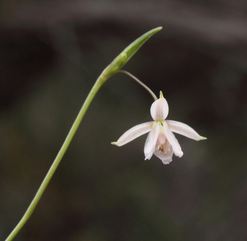 Arthropodium curvipes photo 6