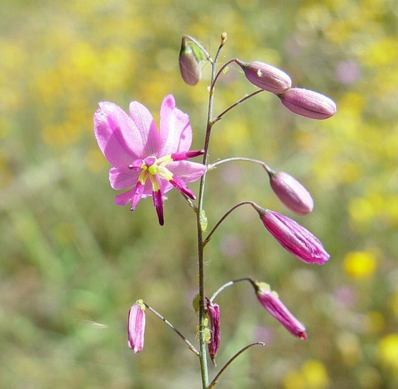 Arthropodium dyeri