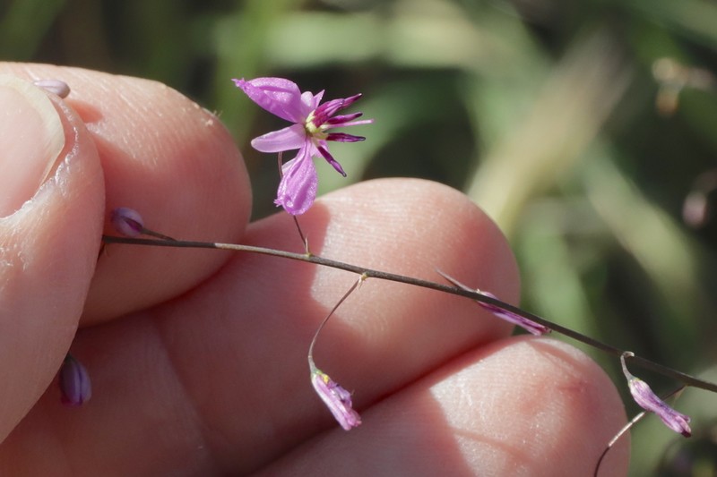 Arthropodium dyeri photo 2