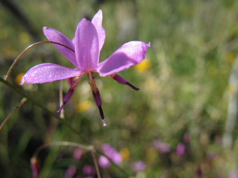 Arthropodium dyeri photo 4