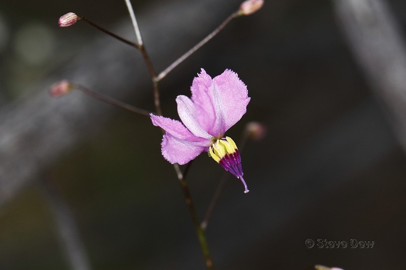 Arthropodium dyeri photo 5