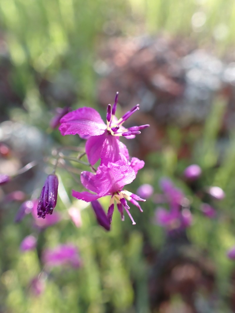 Arthropodium dyeri photo 6