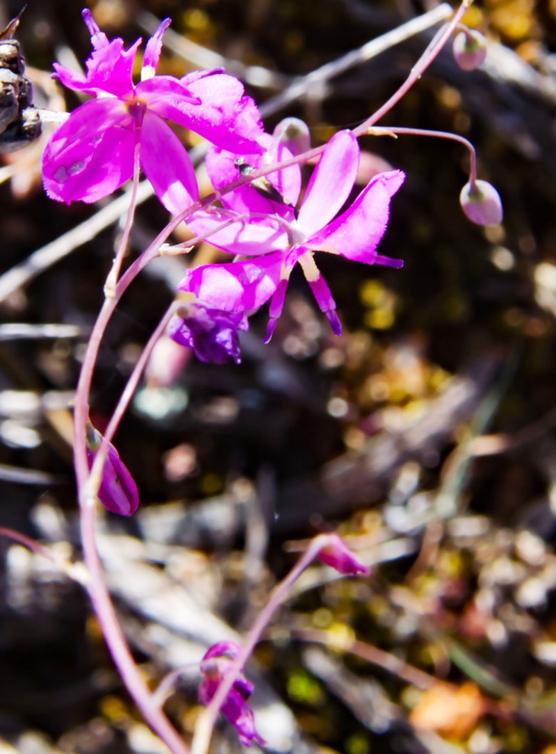 Arthropodium dyeri photo 7