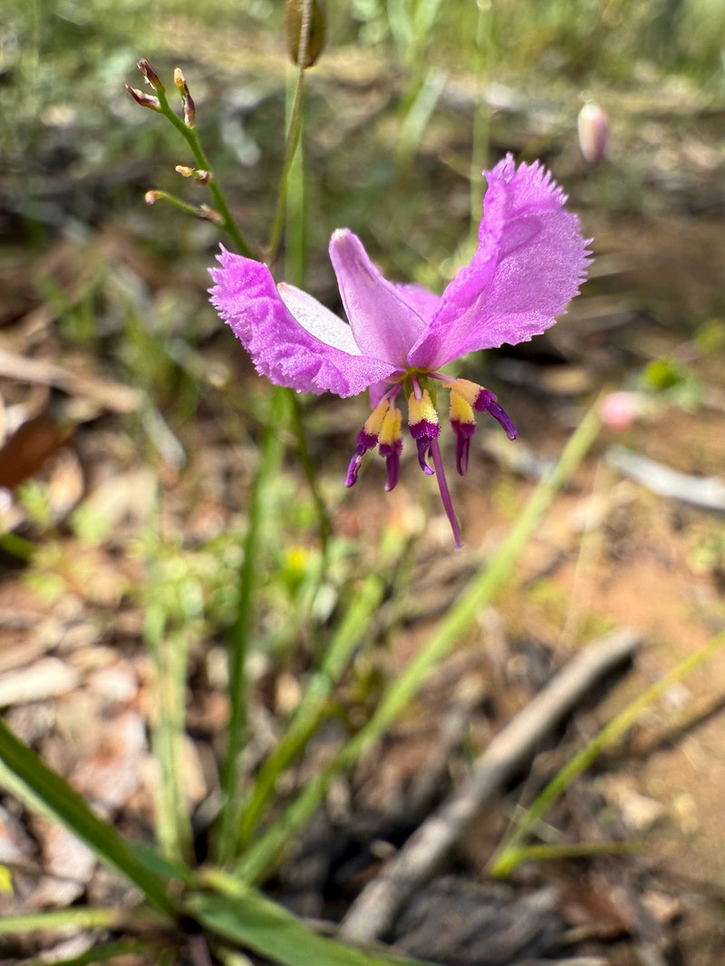 Arthropodium dyeri photo 8