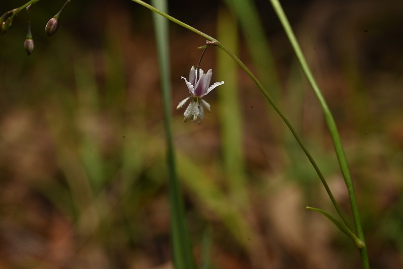 Arthropodium glareosorum
