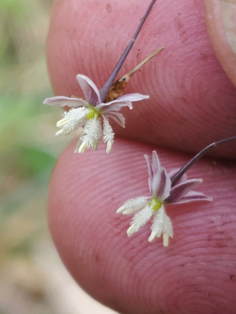 Arthropodium glareosorum photo 2