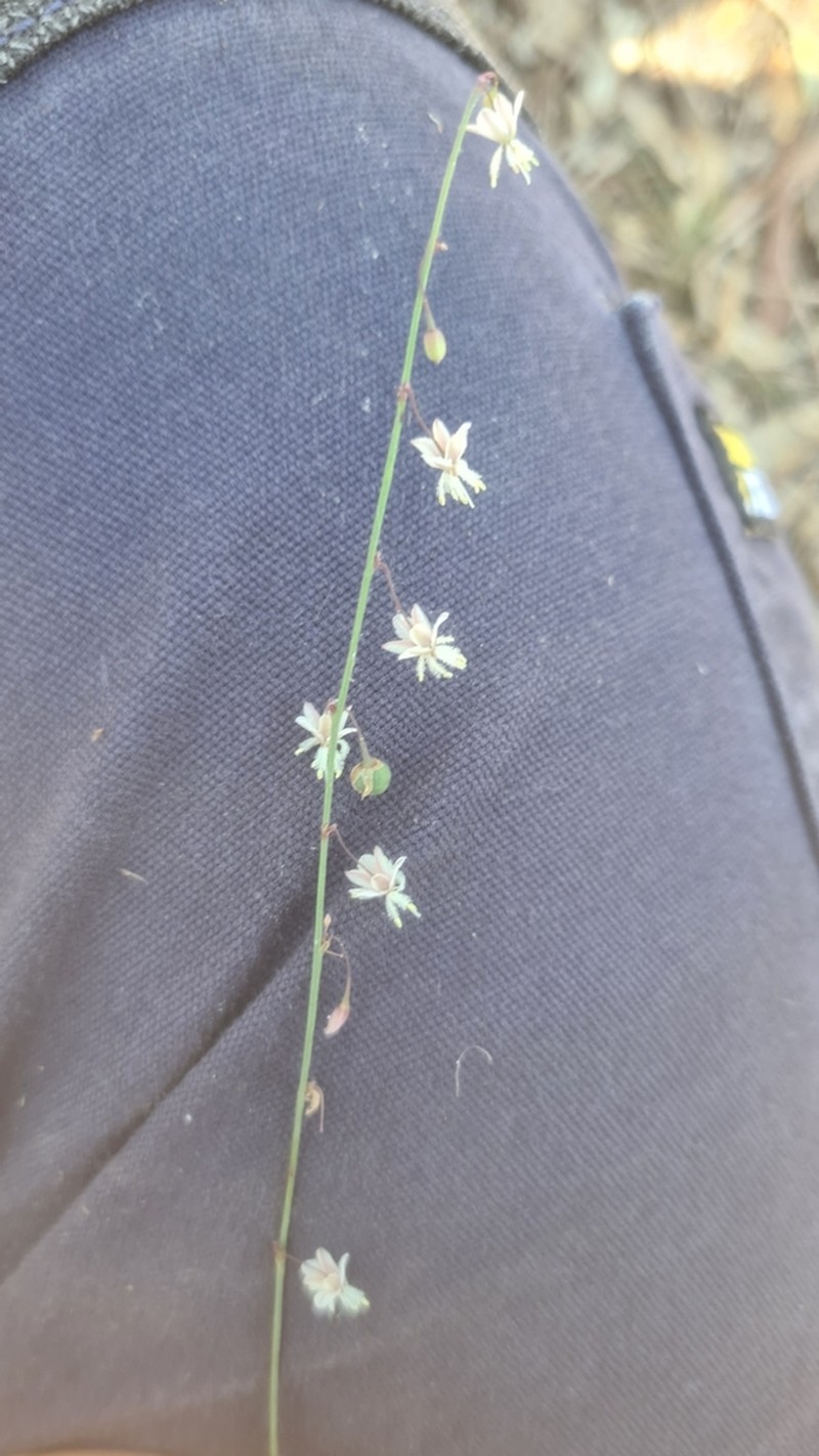 Arthropodium glareosorum photo 3