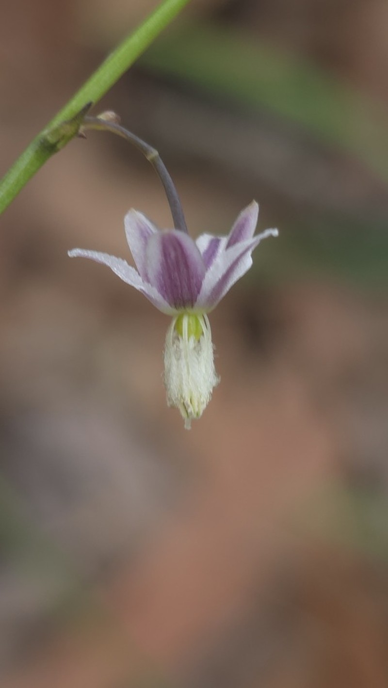 Arthropodium glareosorum photo 4