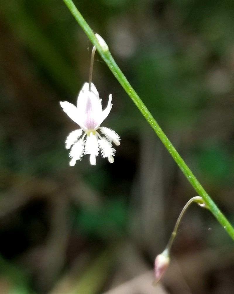 Arthropodium glareosorum photo 5