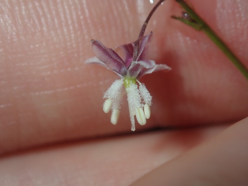 Arthropodium glareosorum photo 6