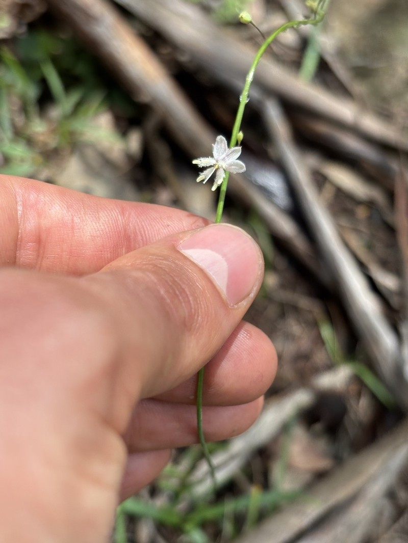 Arthropodium glareosorum photo 7