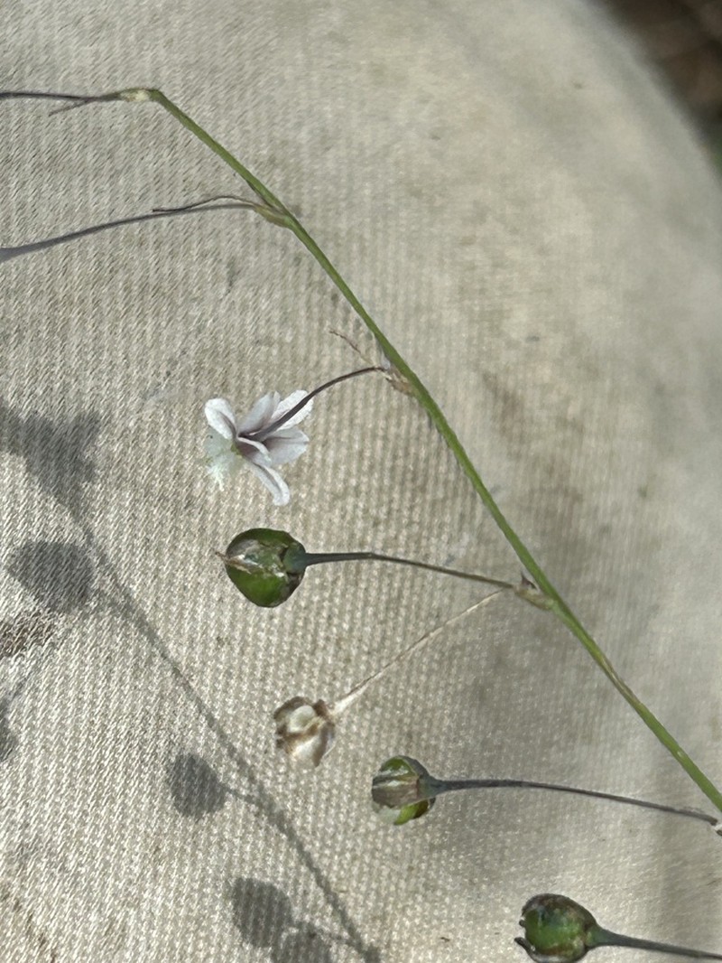 Arthropodium glareosorum photo 8