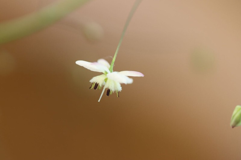 Arthropodium milleflorum photo 2