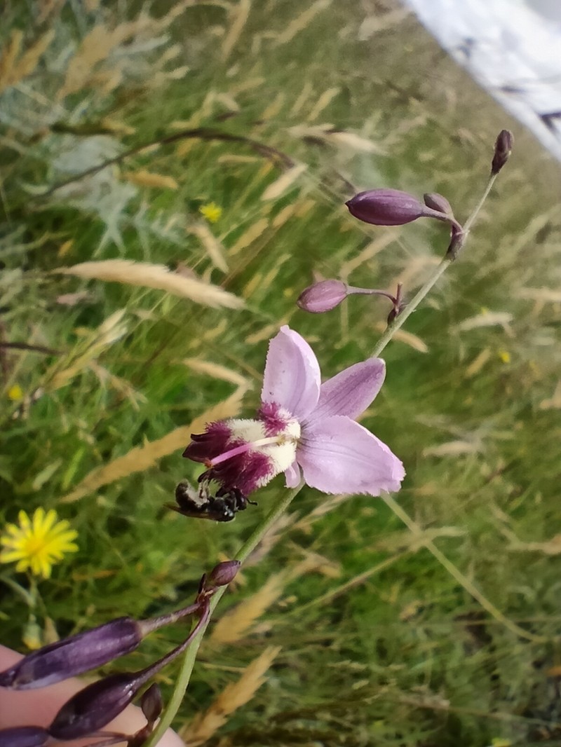 Arthropodium milleflorum photo 3