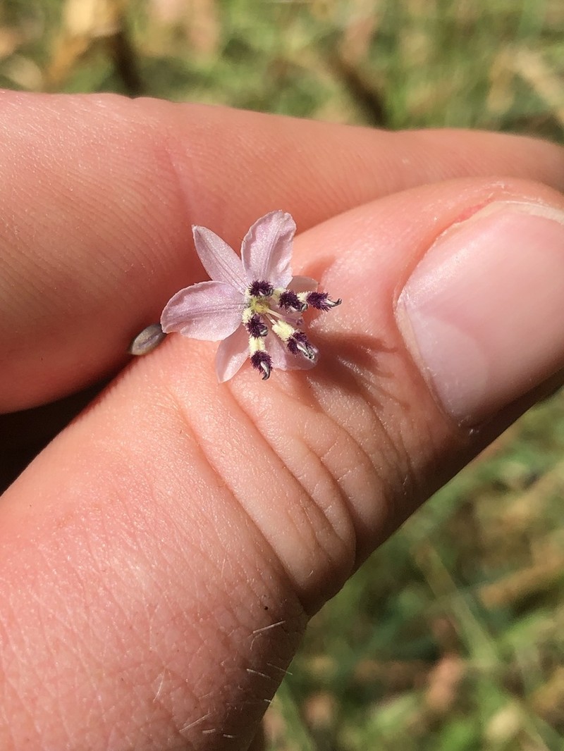Arthropodium milleflorum photo 4