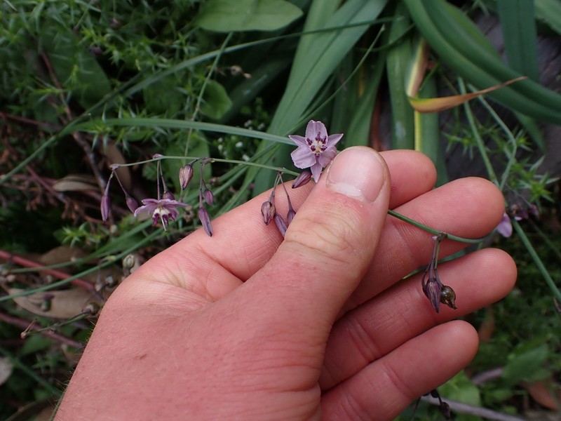 Arthropodium milleflorum photo 5