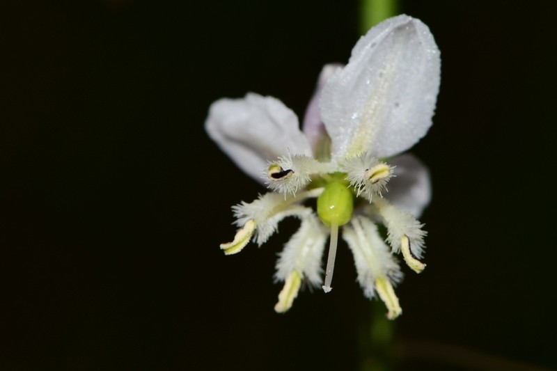 Arthropodium milleflorum photo 6
