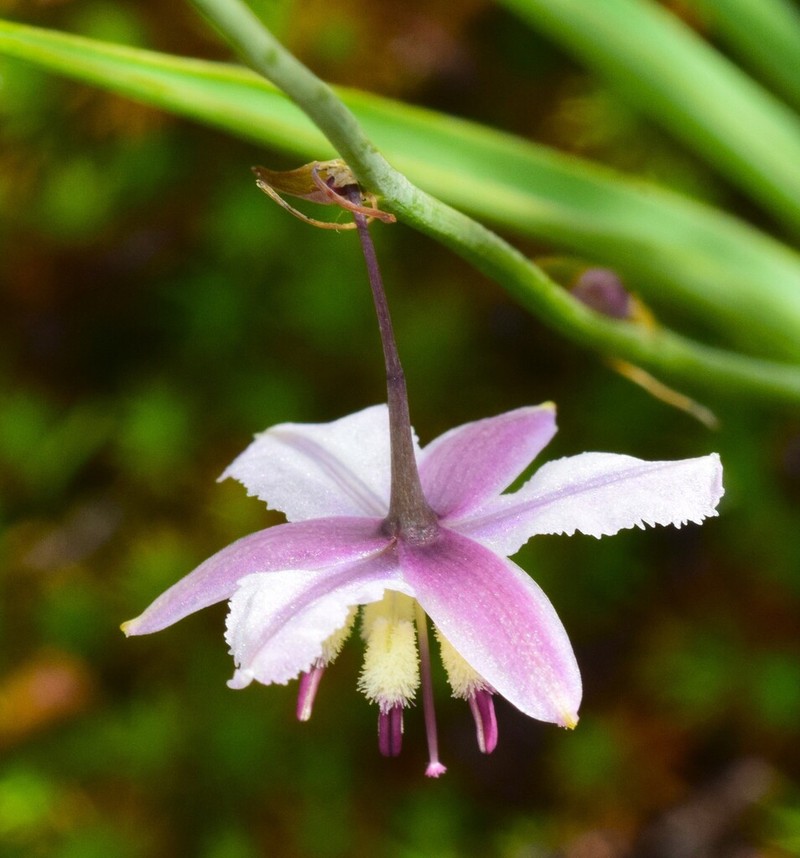 Arthropodium milleflorum photo 7