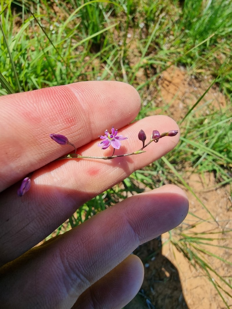 Arthropodium minus photo 2