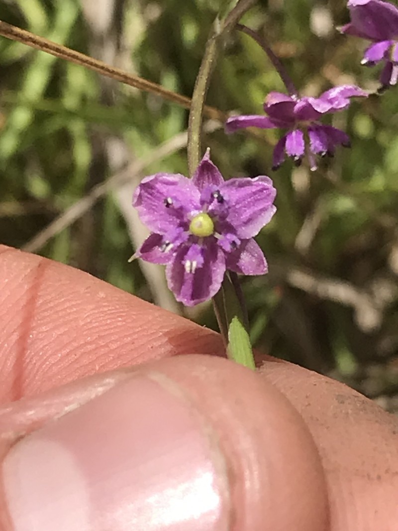 Arthropodium minus photo 3