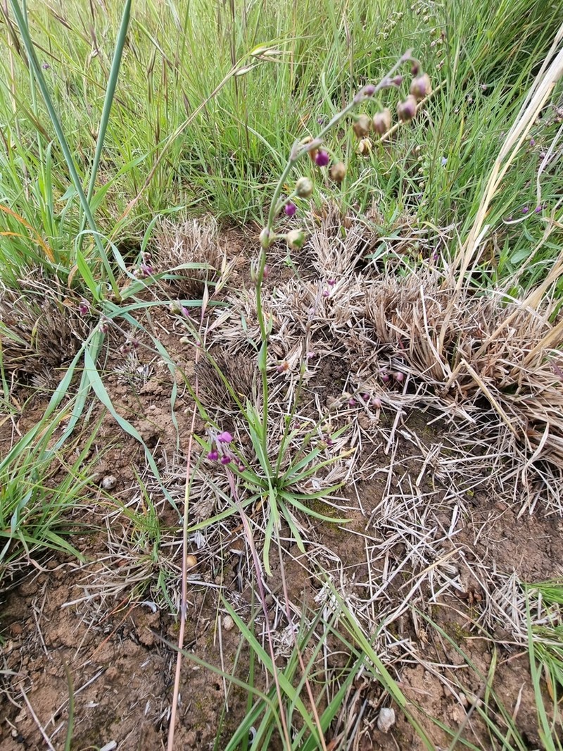 Arthropodium minus photo 4