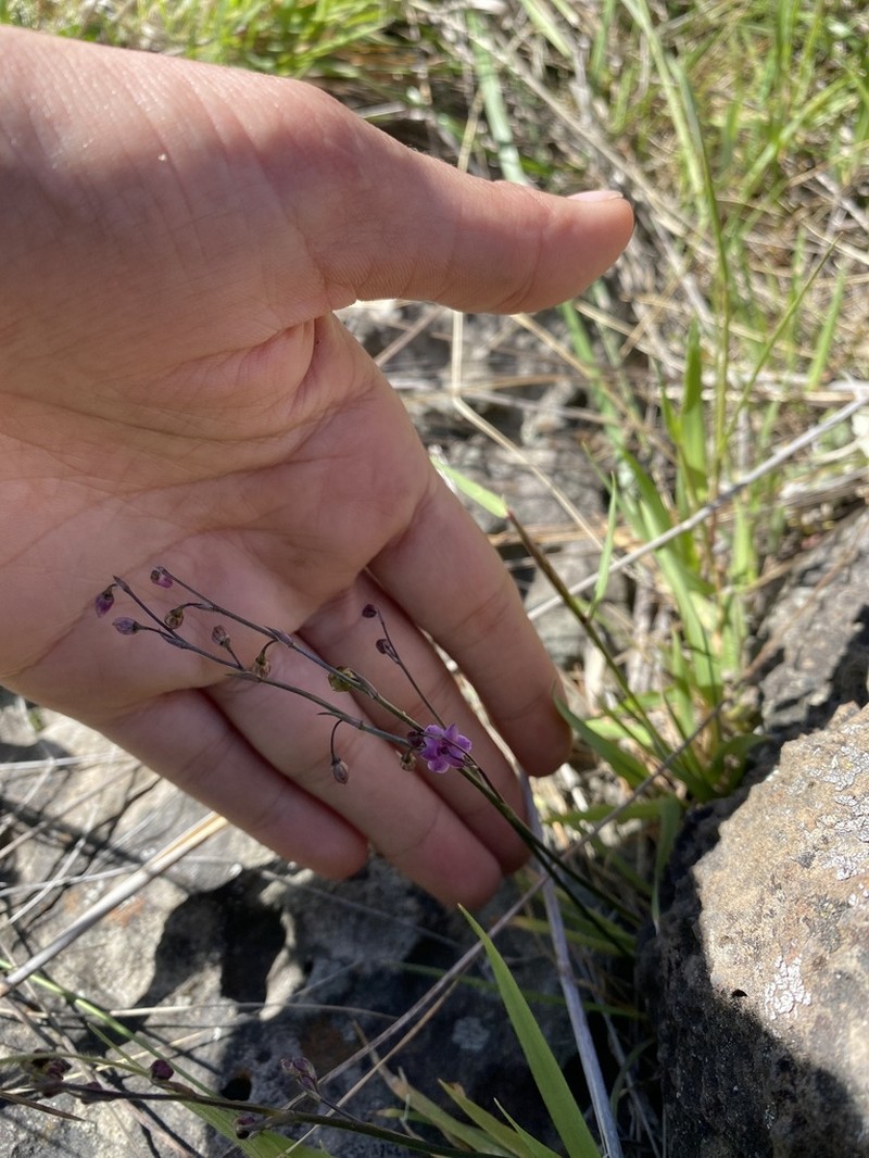 Arthropodium minus photo 5