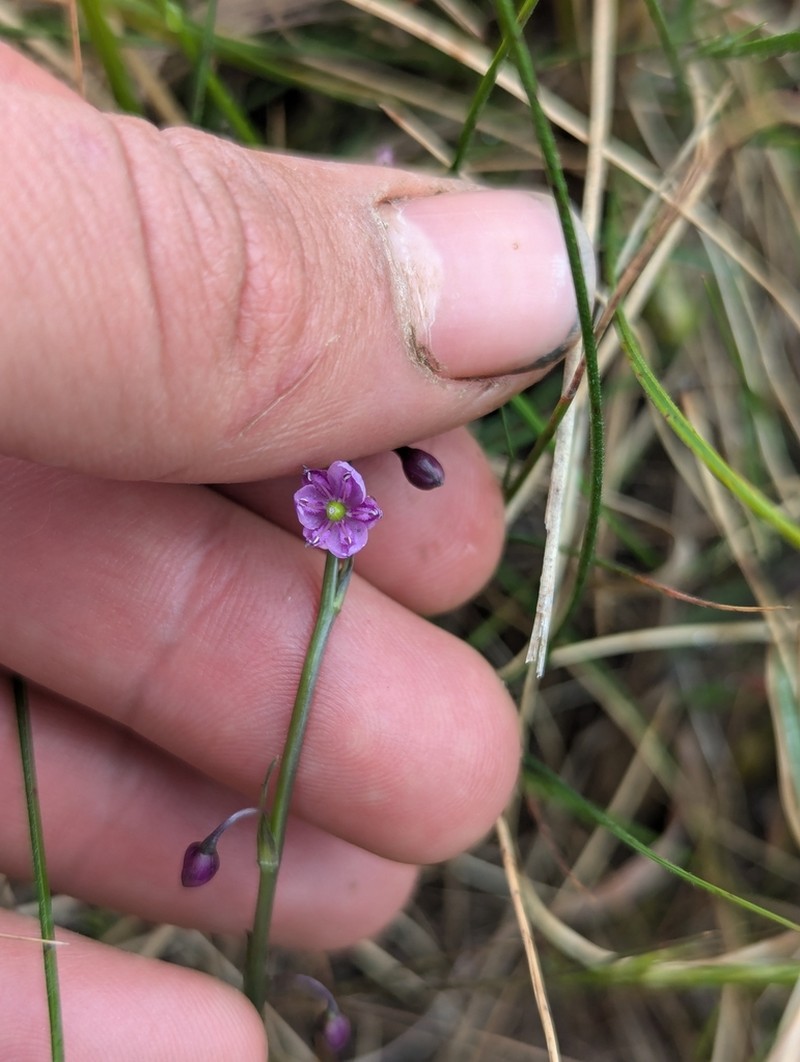 Arthropodium minus photo 6