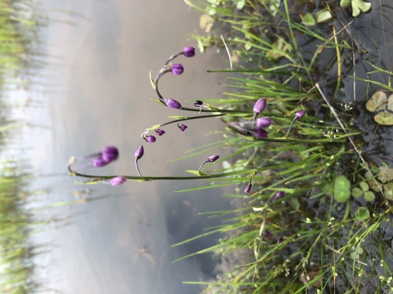 Arthropodium minus photo 7