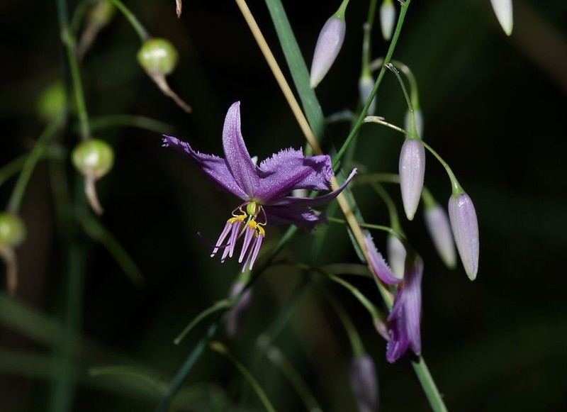 Arthropodium morganiae
