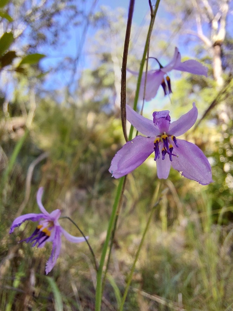 Arthropodium morganiae photo 2