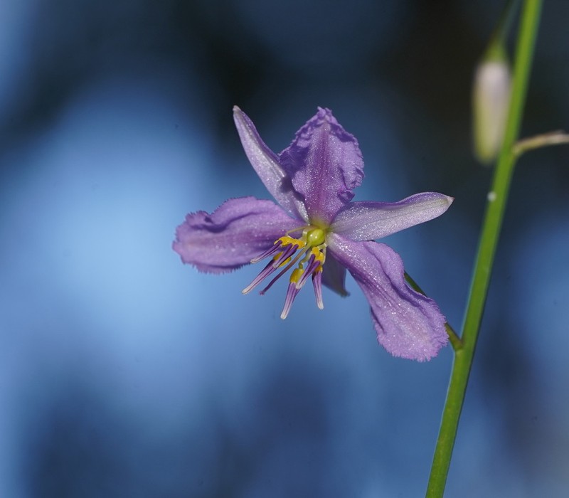 Arthropodium morganiae photo 3