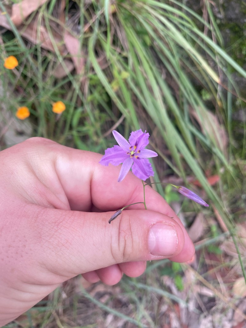 Arthropodium morganiae photo 4