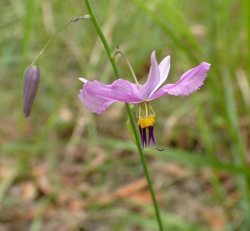 Arthropodium morganiae photo 5
