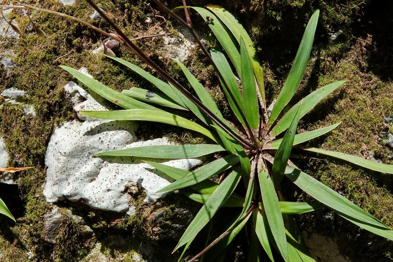 Arthropodium neocaledonicum
