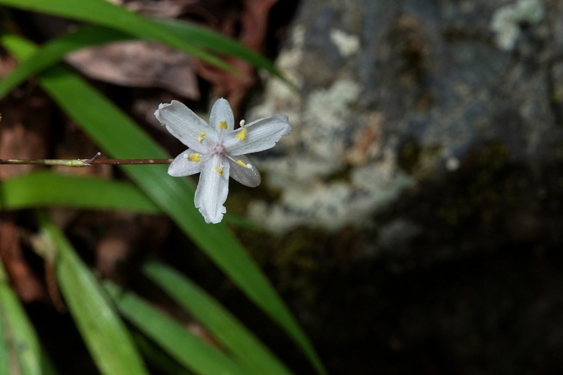 Arthropodium neocaledonicum photo 2